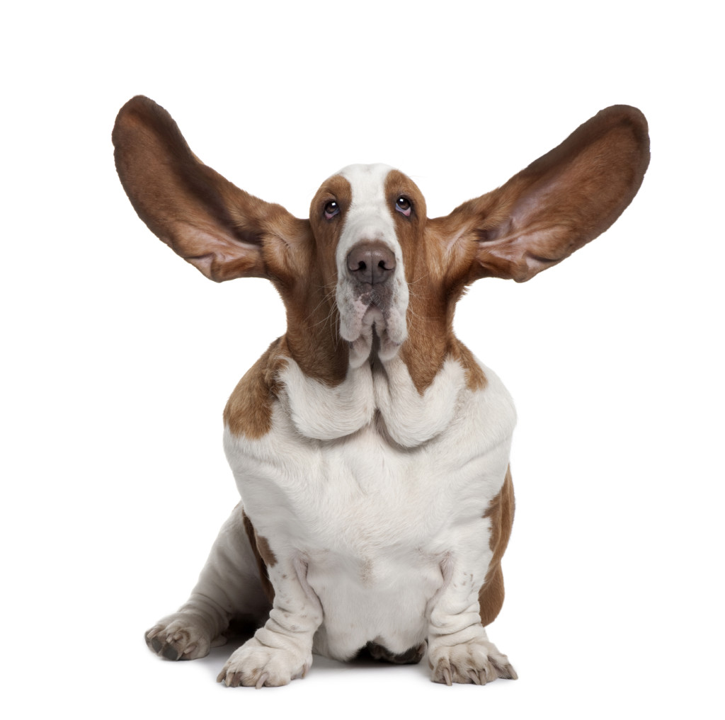 dog with ears
